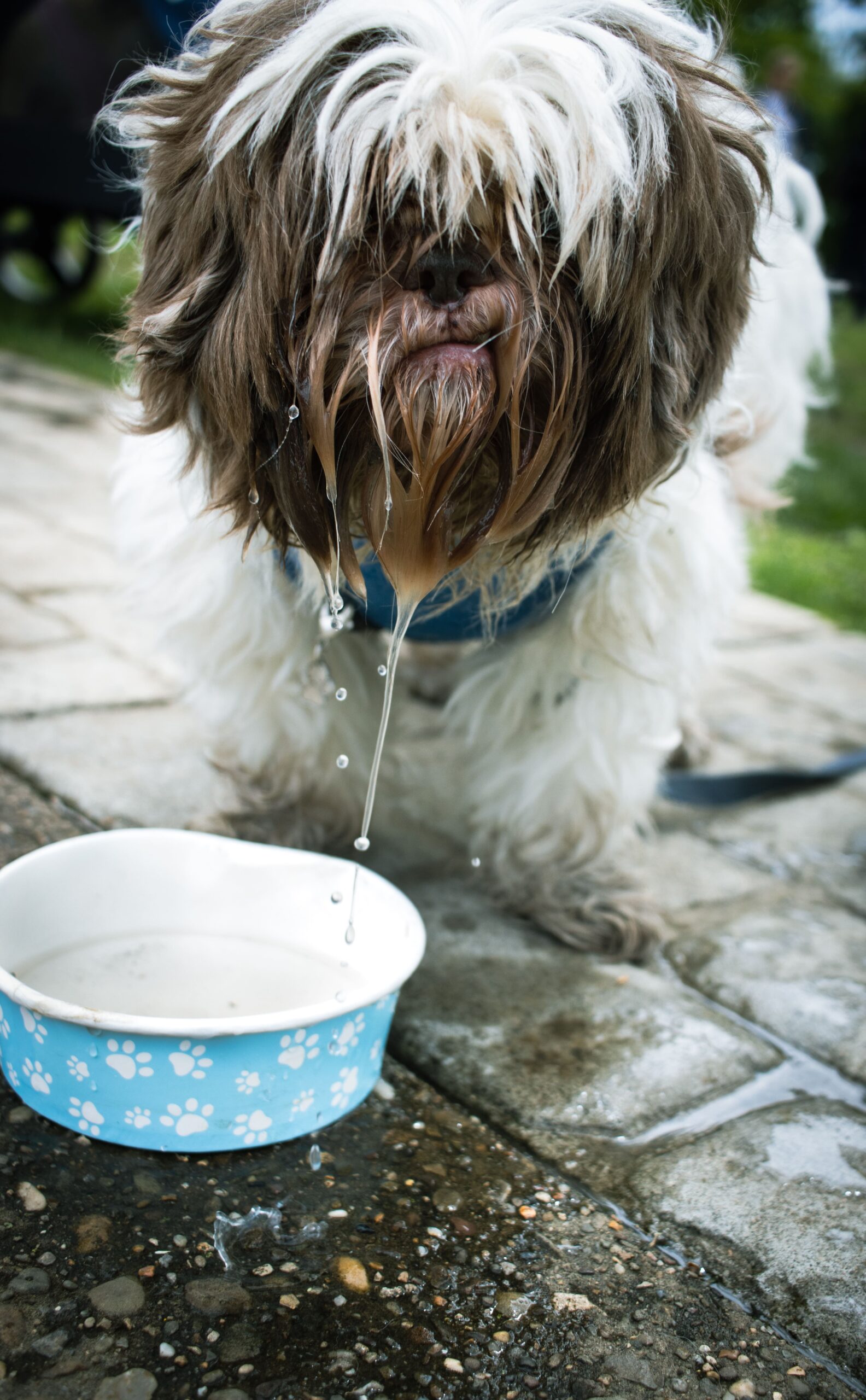 Shih Tzu’S Splashy Smile