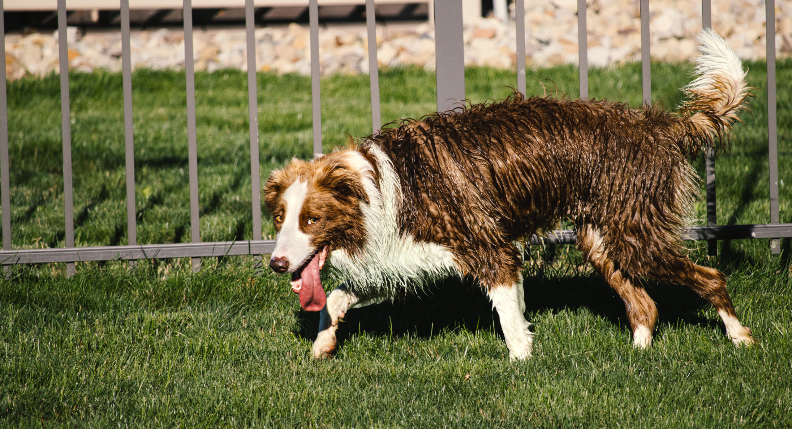 Brown Border Collie Wet And With Tongue Out Exhausted From Play