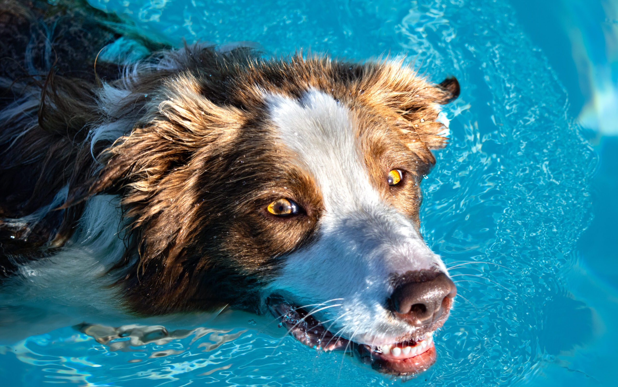 The Paddling Pooch Collie Summer Vibes