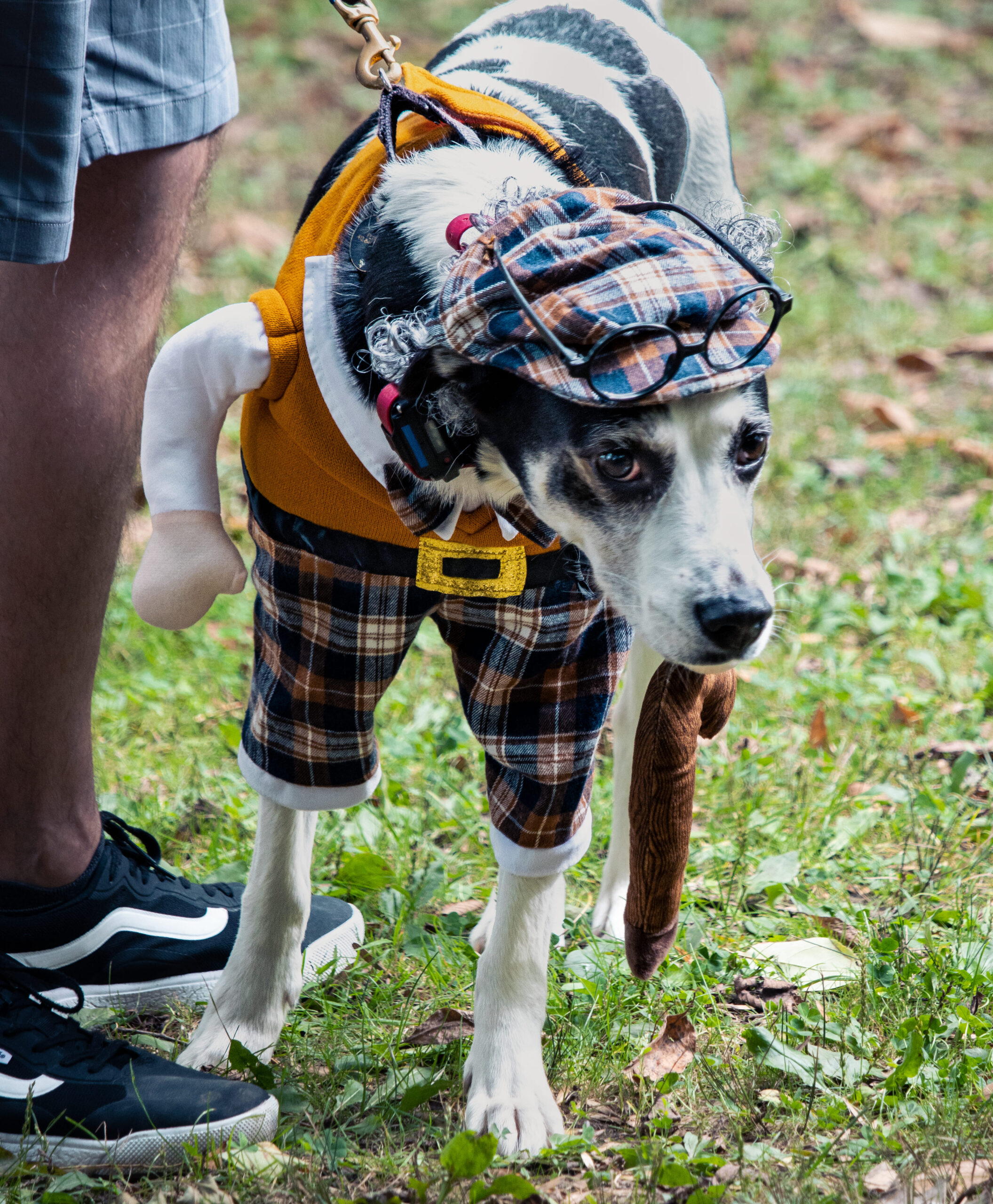 Grumpy Grandpaw In Plaid