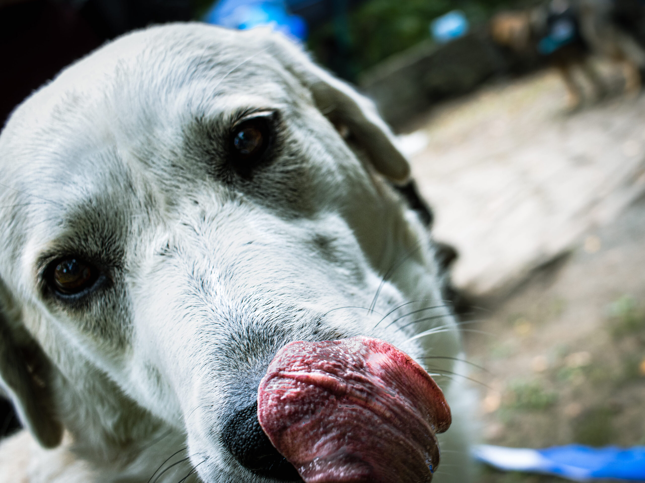 Nose Licking Good