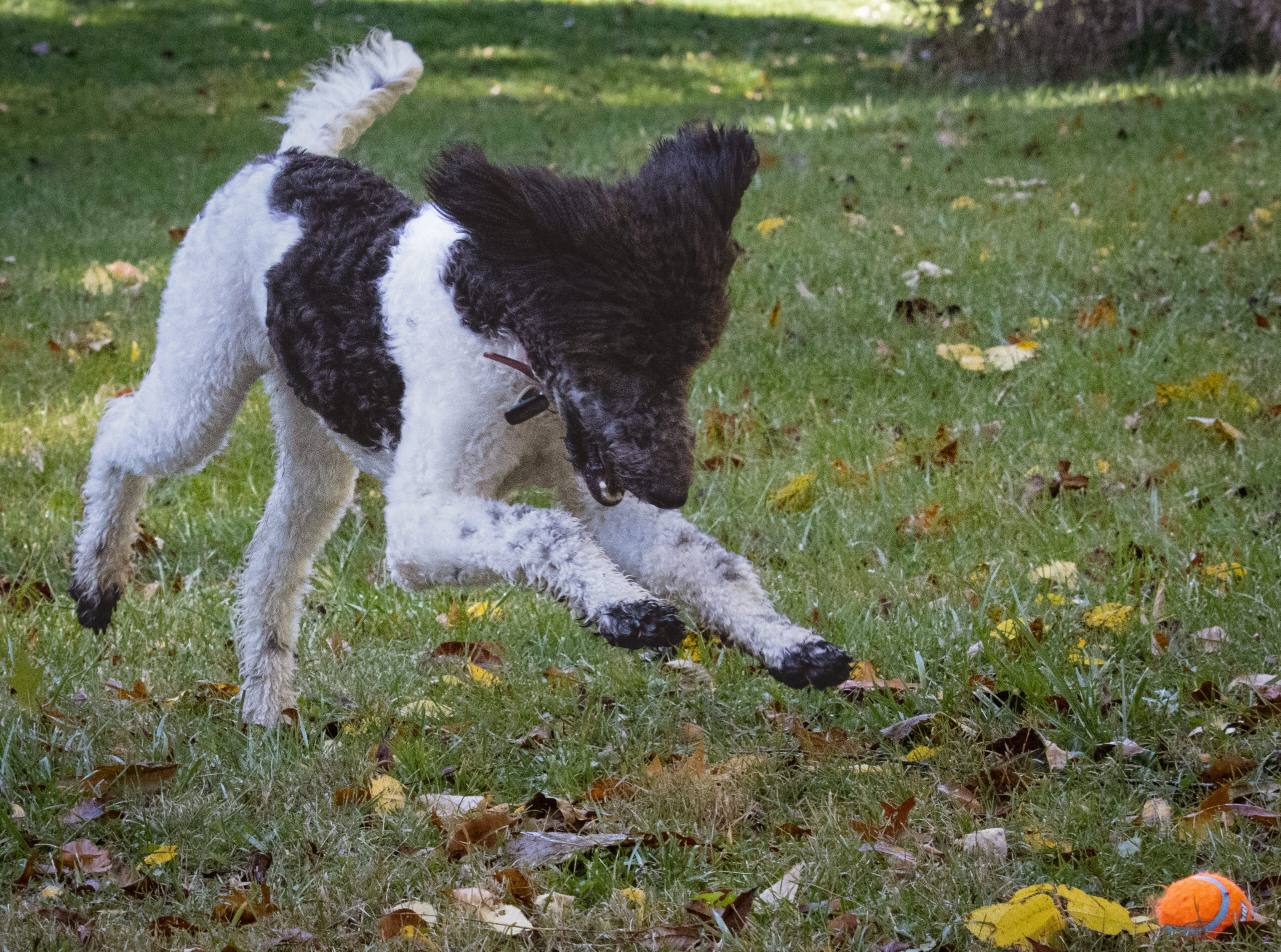 A Poodle, A Park, And Precious Moments With Photographers Near Me 🍂🐩