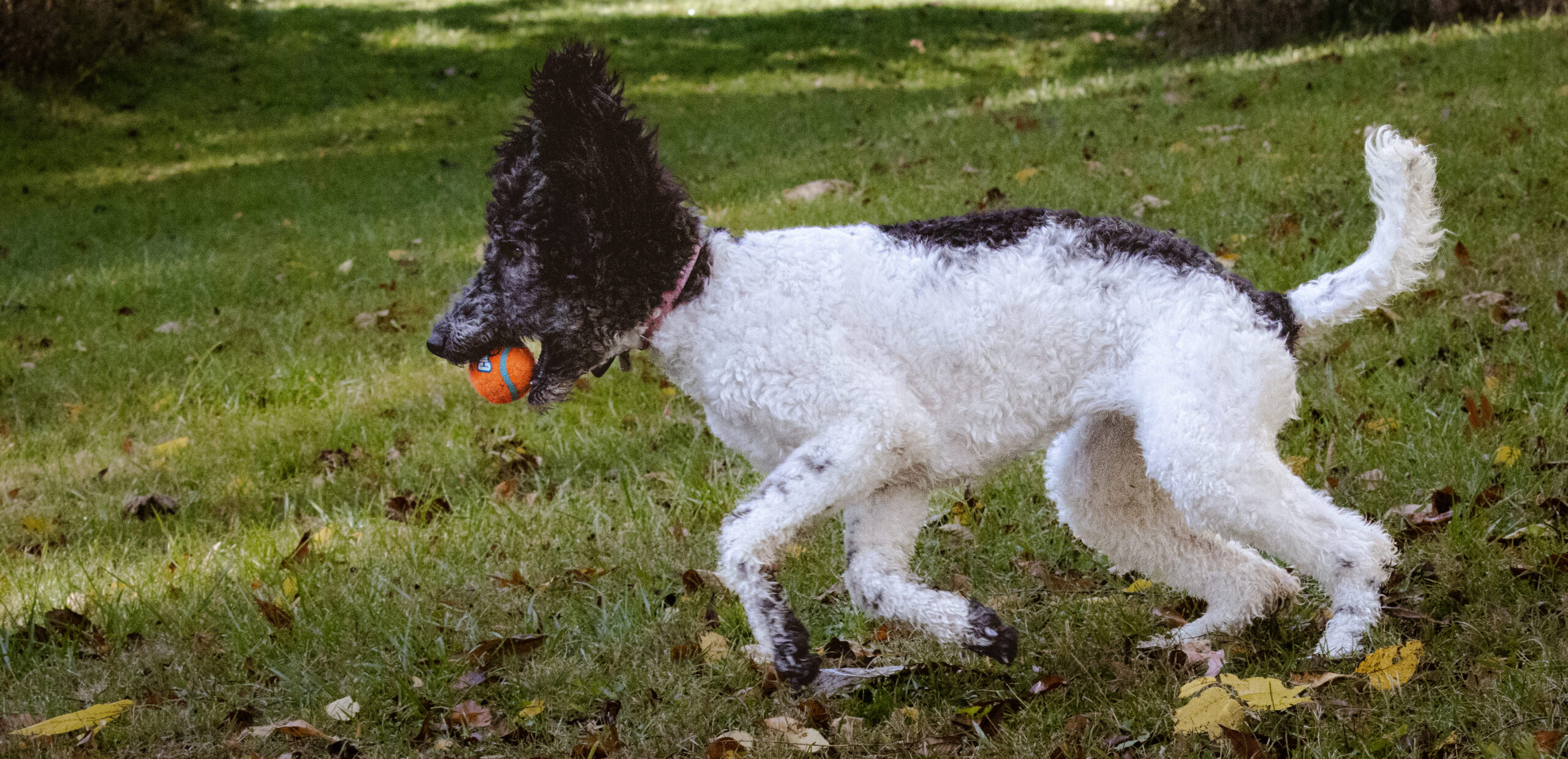 Poodle’S Fall Ball Folly