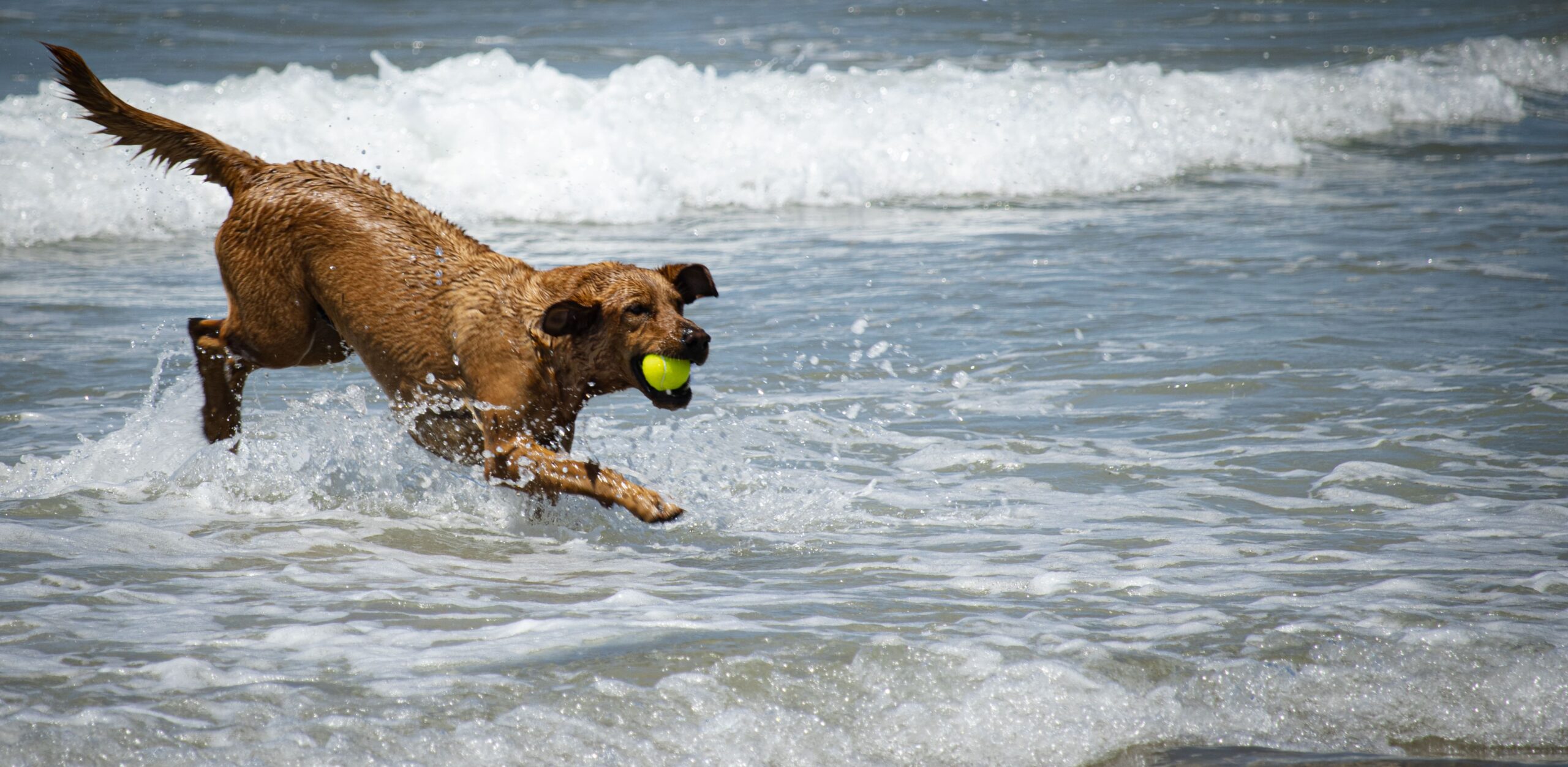 Aqua Paws The Salty Adventure