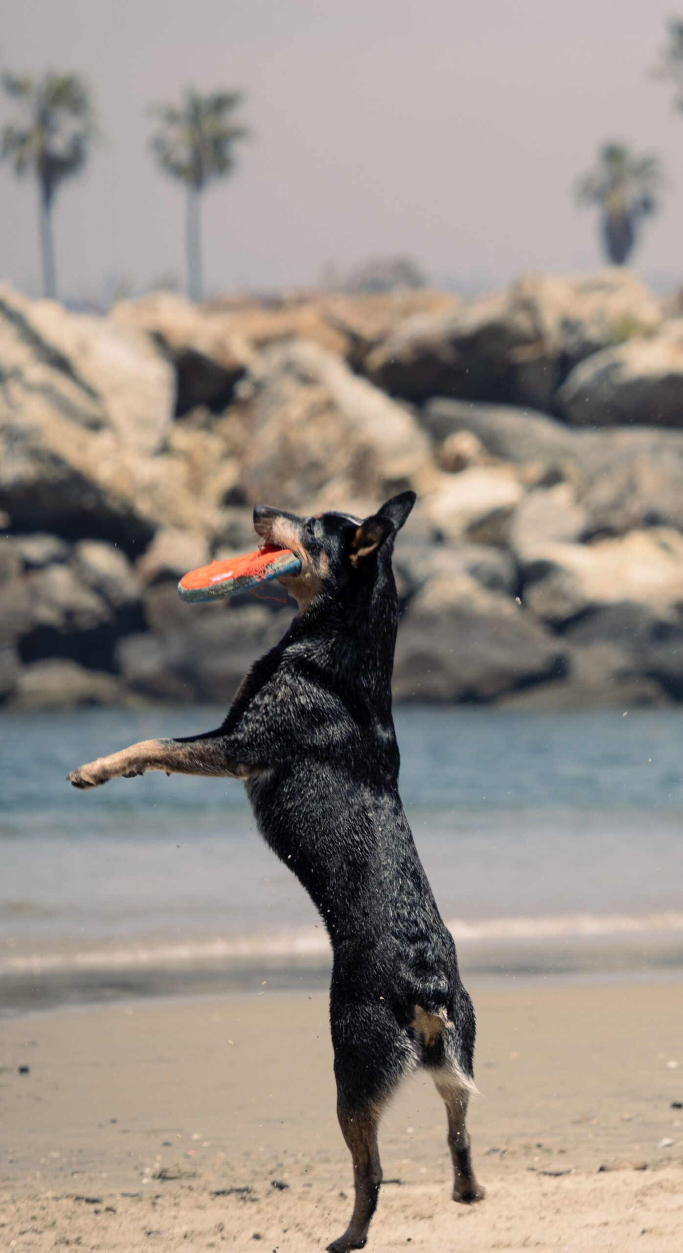 Frisbee Fetch Kelpie’S Aerial Art