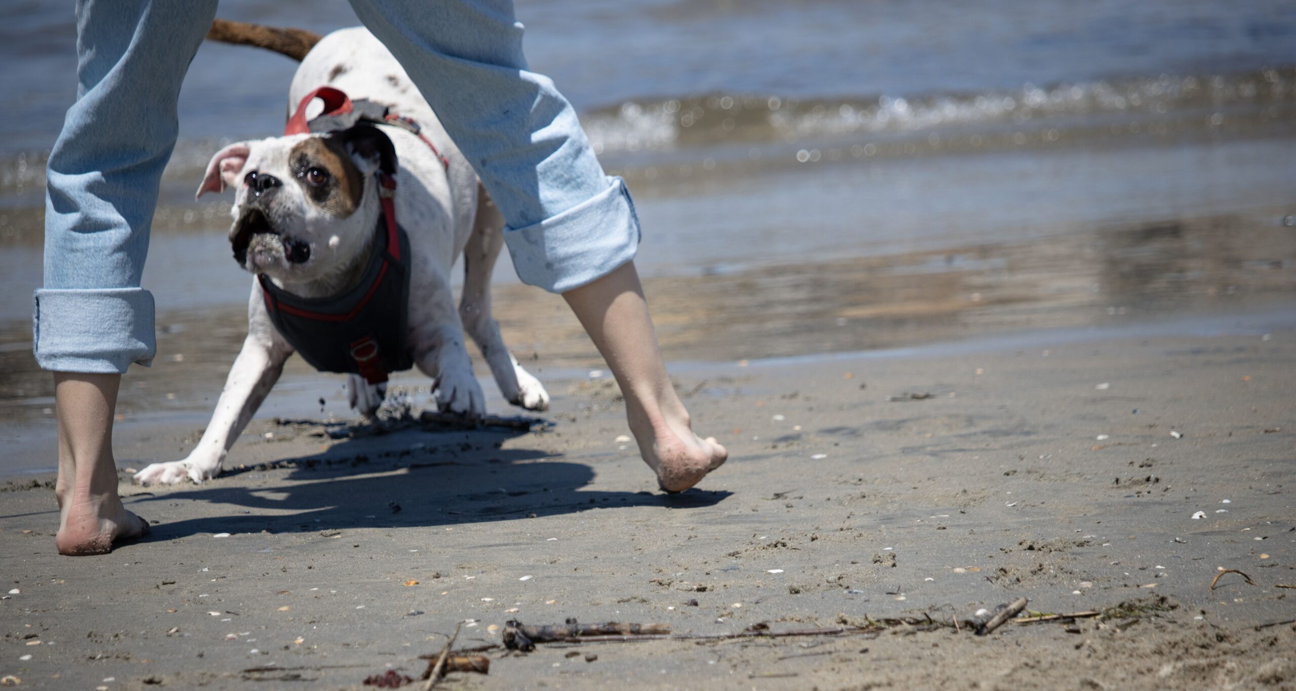 White Boxer Playing With Owner In The Sand