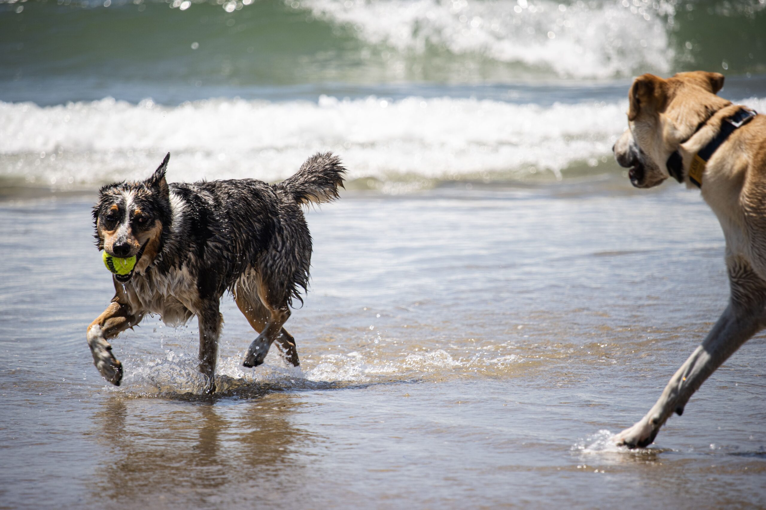 Splashes & Stories: A Day At San Diego’S Dog Beach