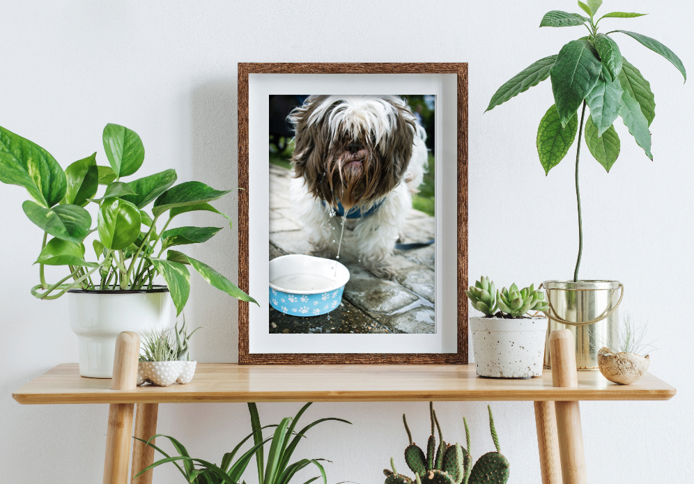 Shih Tzu Picture Framed On A Sofa Table