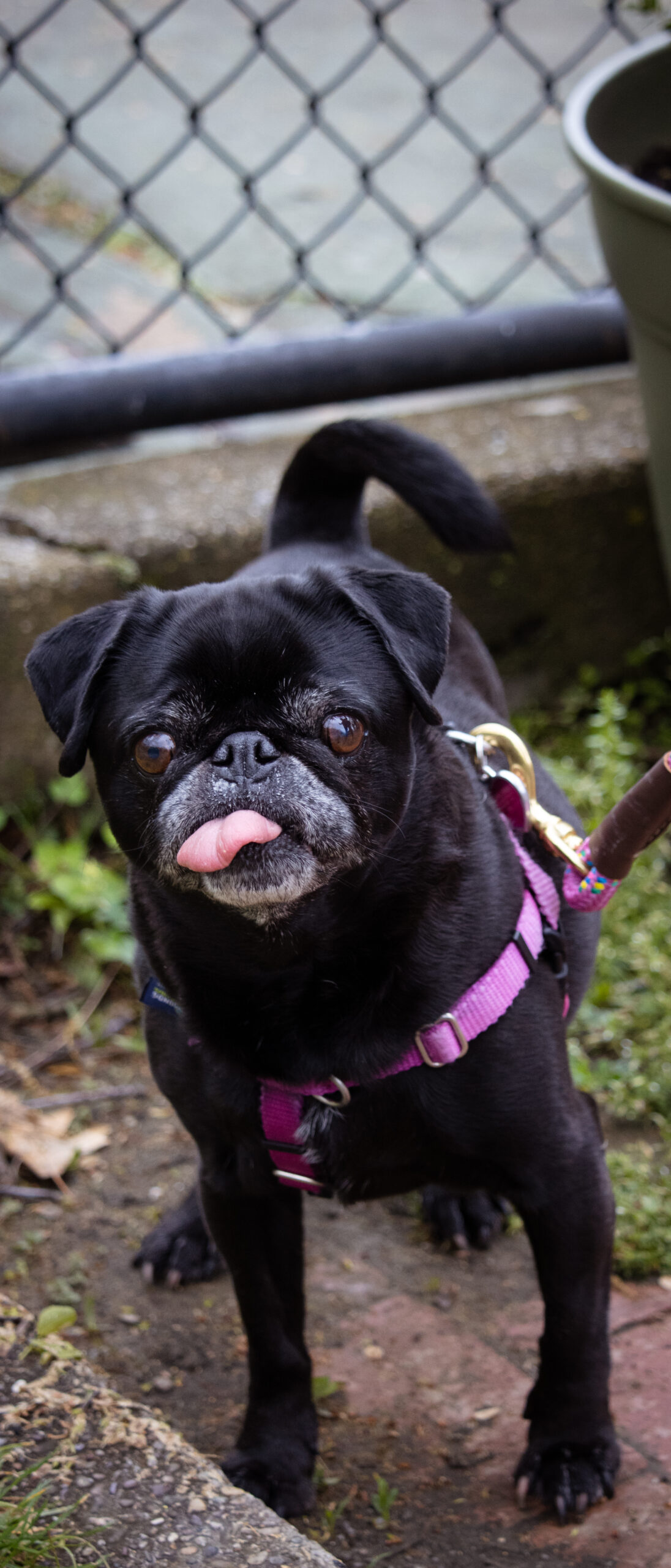 Cheeky Pug With A Sassy Snout