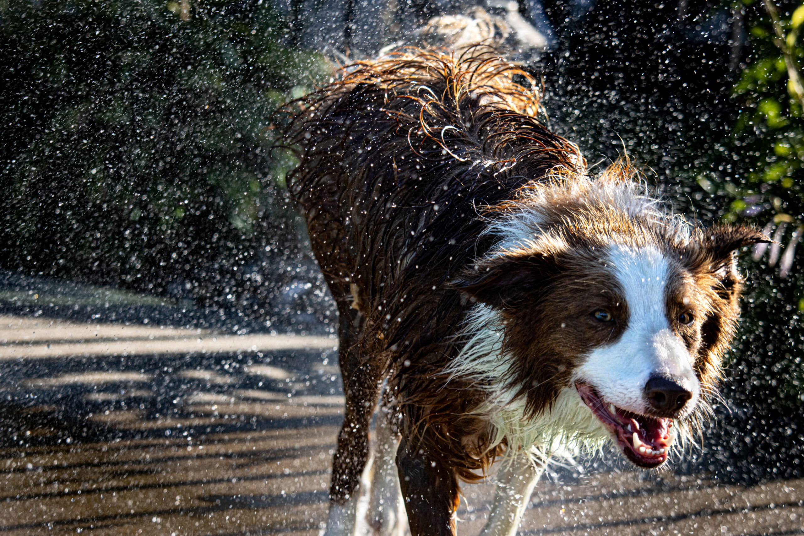 Border Collie Blow Dry